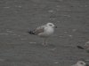 Yellow-legged Gull at Hole Haven Creek (Steve Arlow) (138078 bytes)